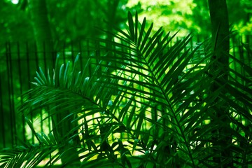 Obraz na płótnie Canvas Natural Green Tree Background Photoo
