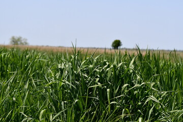 Grass in a Field