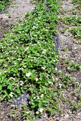 Strawberry Plants in a Garden