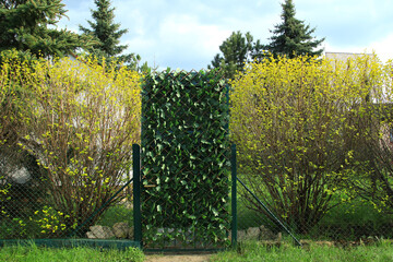 The gate on the plot is overgrown with ivy