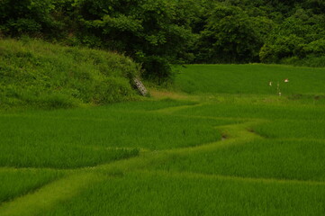 眩い緑一面の田園風景