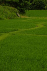 Obraz premium 眩い緑一面の田園風景