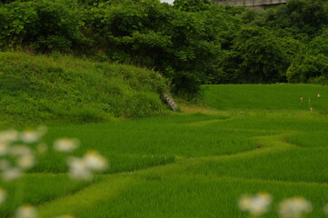 眩い緑一面の田園風景