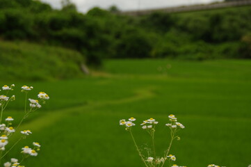 眩い緑一面の田園風景