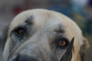 close up of a kangal dog - Powered by Adobe
