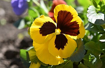 gardening. planting flowers. pansy flowers in pots. perennials