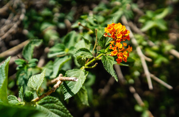 flower of a plant with leaves