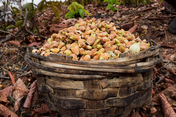 Mahua flowers naturally dried and picked in bamboo basket in Forest area of Madhyapradesh in India. Tribal wild fruits flowers of Mahuwa tree also known as Madhuka or Butter tree.