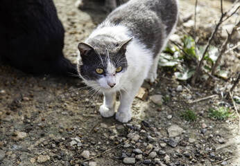 Obraz premium Gray cat on the street