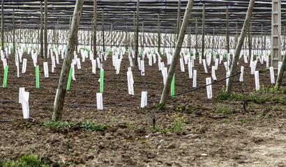 Plantation of small olive trees
