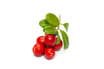 Wild northern berry lingonberry (foxberry, cowberry)