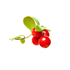 Red cowberry fruit macro isolated on white