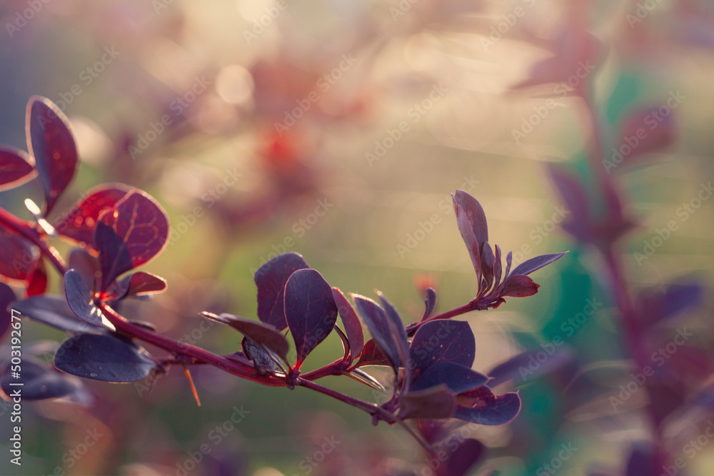 Wall mural nature background border with bright red leaves on abstract bokeh and sunlight, soft focus backgroun