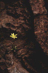 Single Flower on rock formation.