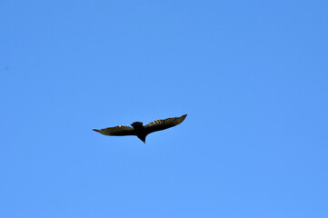 The eagle on Chiloe Island, Chile.