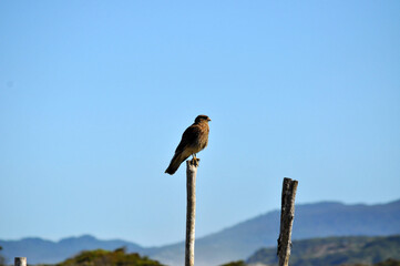 The eagle on Chiloe Island, Chile.