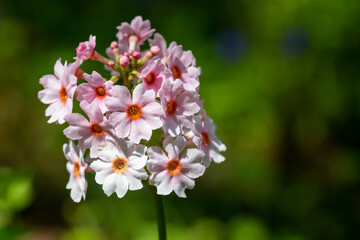 Close up of a pink candelebra primrose (candelebra primula) flower in bloom