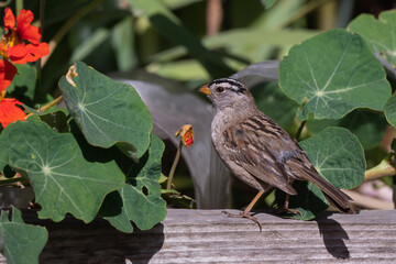 White-Crowned Sparrow Perched on a Wooden Fence Pauses From Eating a Nasturtium Flower