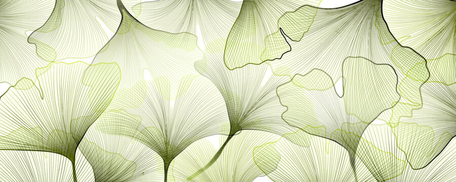 Art background with a skeleton of gingko leaves in green. Botanical tropical banner for wallpaper design, packaging, interior decor