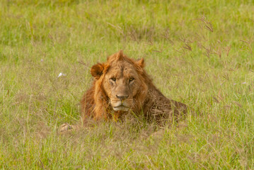Serengheti, Tanzania. Lion in the savana.