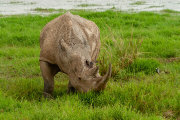 Obraz premium Serengheti, Tanzania. Rhino in the grass.