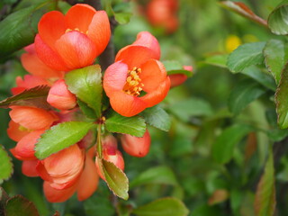 Kwiaty pigwy w kolorze koralowym z liśćmi wiosną / Coral-colored quince blossoms with leaves in spring - obrazy, fototapety, plakaty