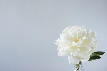 Closeup of beautiful white peony flower in vase on grey wall background with copy space