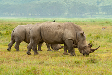 Naklejka premium Serengheti, Tanzania. Rhino in the grass.