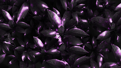 abstract flower background, 3D rendering flowers
