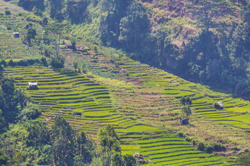 Rice field