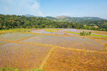 Rice field