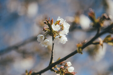 blossom in spring