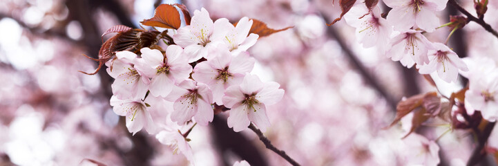 Blooming branches of the sakura tree closeup. Wild cherry blossoms with pink petals in the garden or park. Banner