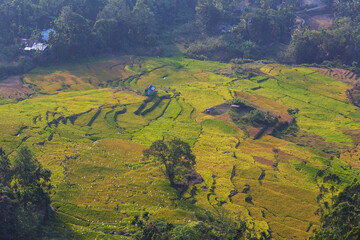 Rice field