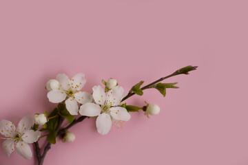 cherry blossom branch on colored background frame