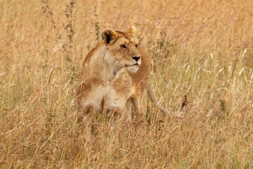 Serengheti, Tanzania. Lion in the savana.