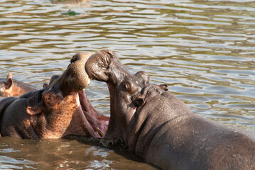 Fototapeta na wymiar Serengheti, Tanzania. Hippos bathing and fighting.