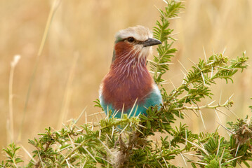 Serengheti, Tanzania. Lilac-breasted Roller on a branch.