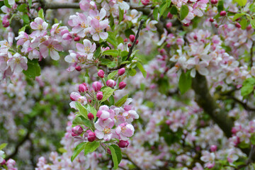 Closeup beautiful blooming pink buds  after the rain on the branches of Crab Apple Tree - Malus Sylvestris. Augsburg, Germany