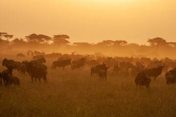 Serengheti, Tanzania. Buffalos at sunset in the savana.