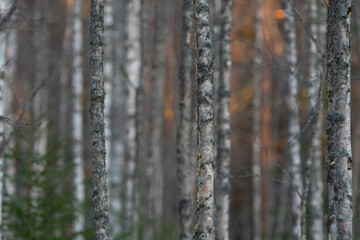 Fototapeta premium forest at the winter evening
