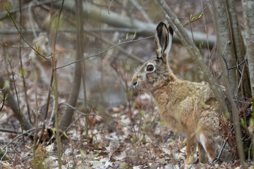 Two brown hares at the forest