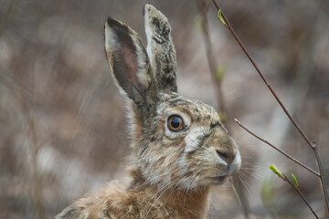Brown hare at the woods