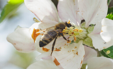  honey bee on a beautiful blooming apple flower