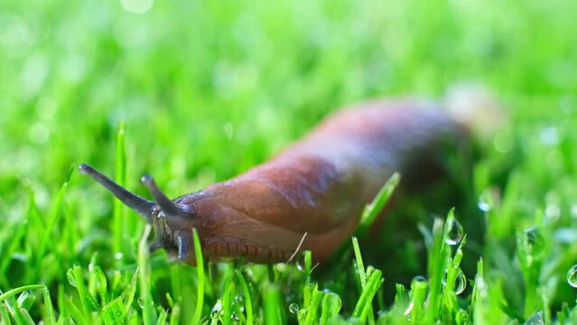 Close up of a slimy slug crawling across fresh mowed lawn, arion vulgaris in a garden.