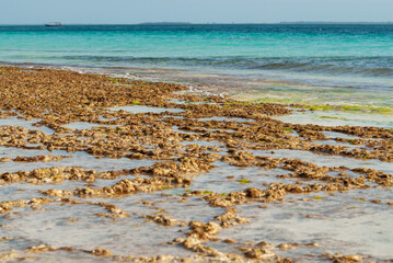 Zanzibar, Tanzania, Nungwi. Detail van de rotsachtige bodem van het strand