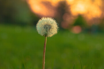 Pusteblume