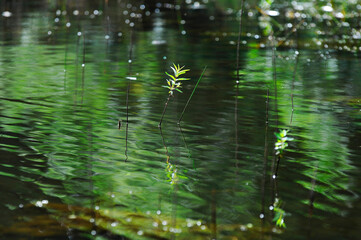 Herbe sous l'eau