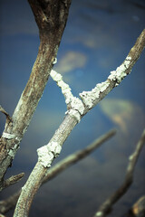Arbre mort