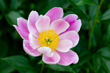 ぼたん-20220506-1